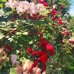 Luxury Le Rose
