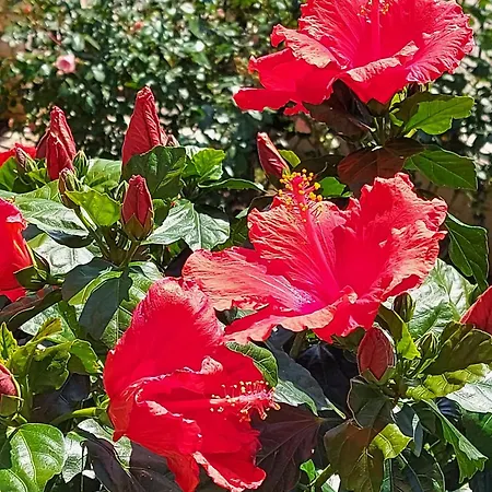 Βίλα Luxury Le Rose *