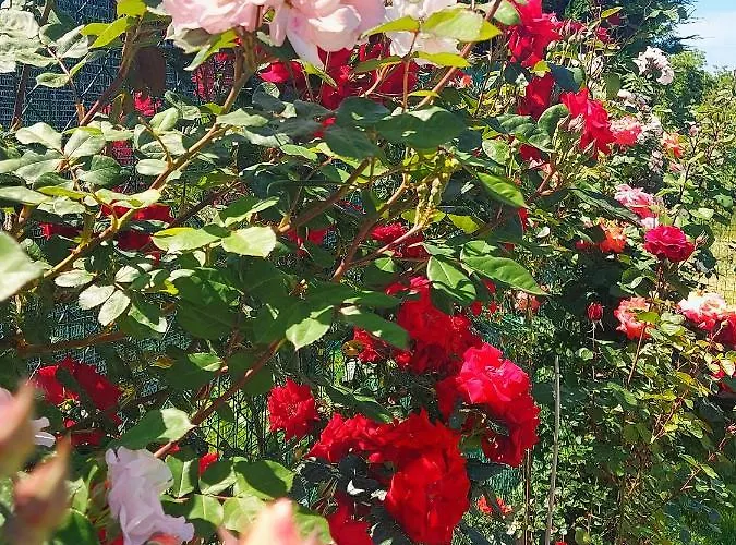 Luxury Le Rose